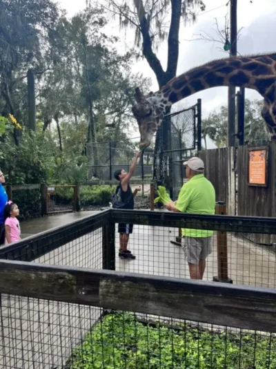 niño alimentando a una jirafa