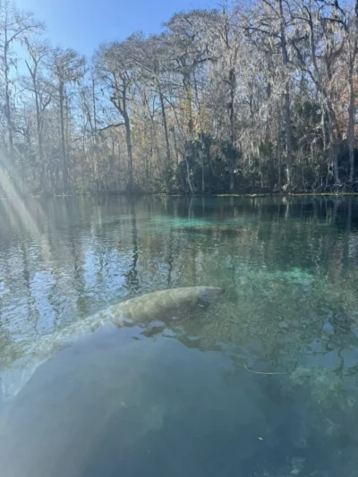lago azul con grandes peces