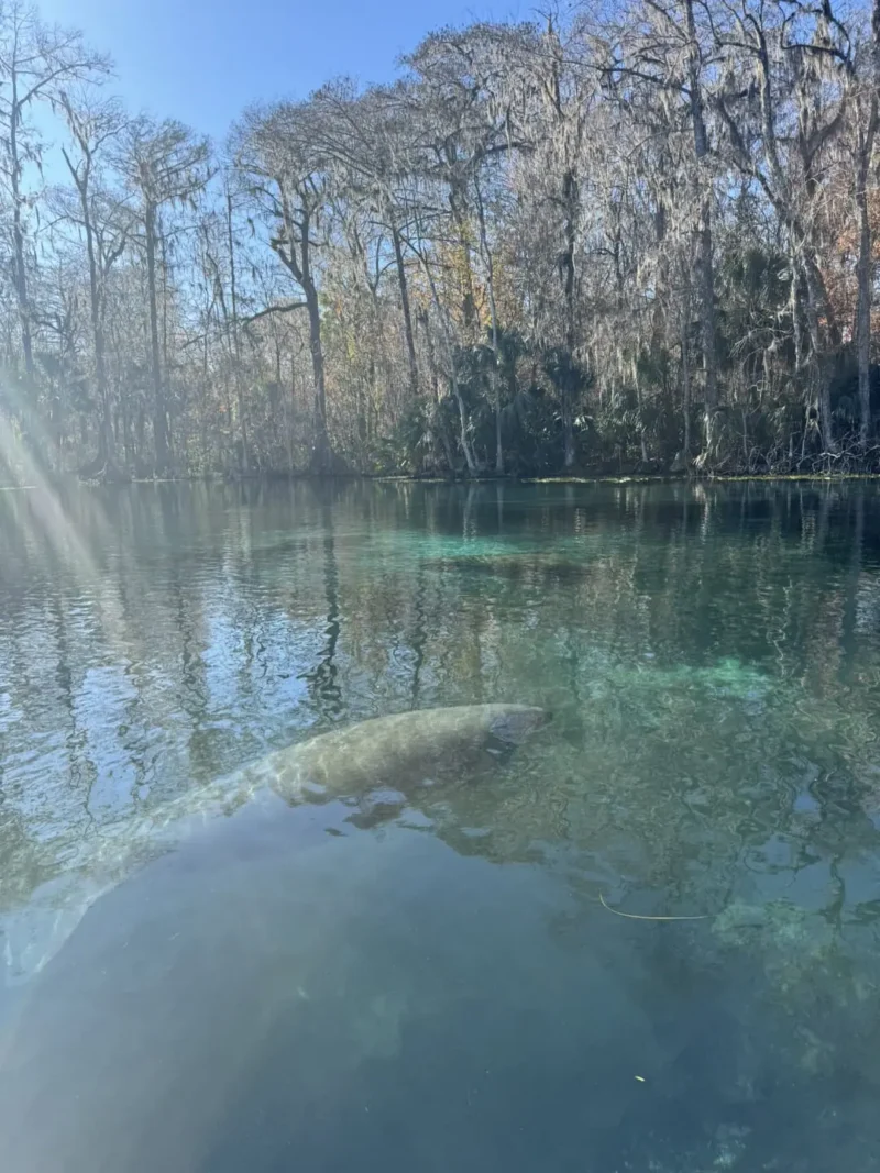 lago azul con grandes peces