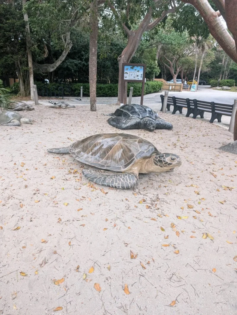Tortuga marina